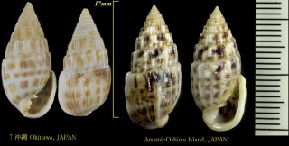 ネコノミミクチキレ 猫の耳口切 Otopleura auriscati small