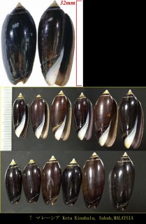 キンブチクチグロマクラ Oliva oliva oriola small