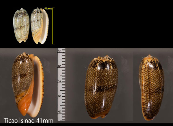 クチベニマクラ Oliva reticulata small