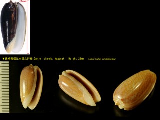 イロガワリマクラ Oliva vidua small