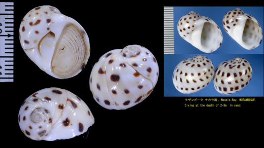 アラゴマフタマ Naticarius onca small