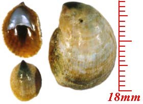 シマメノウフネガイ Crepidula onyx small