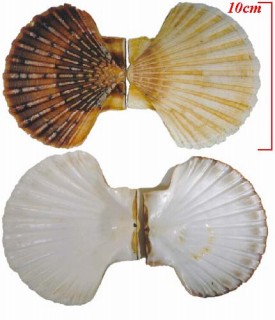 ジェームスホタテ Pecten jacobaeus small