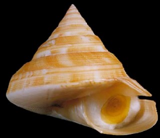 ナンバンオキナエビス(フィリピンオキナエビス) Perotrochus vicdani small