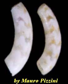 モヨウミジンツツ Pictocaecum japonicum small