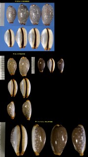 シボリダカラ Staphylaea limacina small