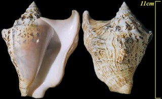 ミツカドソデ Strombus tricornis small