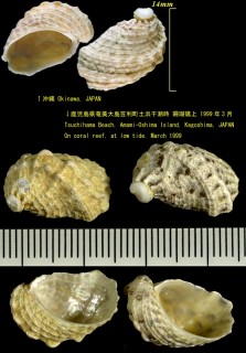 フルヤガイ Stomatia phymotis small