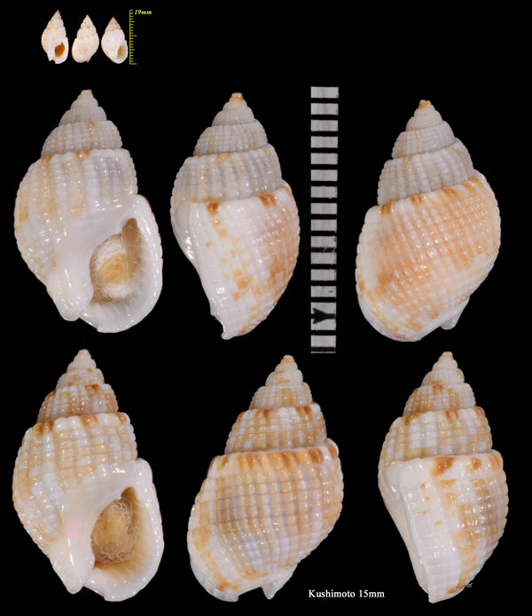 キビムシロ Nassarius splendidulus small