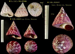 ベニシリダカ Tectus conus small