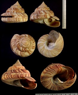 タイセイヨウオキナエビス (ブラジルオキナエビス) Perotrochus atlanticus small