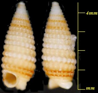 クビマキキリオレ Mastonia ustulata small