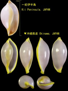 ウコンフクリンガイ 鬱金覆輪貝 Xandarovula xanthochila small