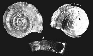 ヒグルマガイの一種 Pseudomalaxis zanclaeus zanclaeus small