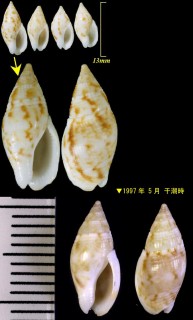 ホソムギヨフバイ Cyllene concinna small