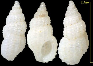クチキレチョウジガイ Isselina pseudoconcinna small