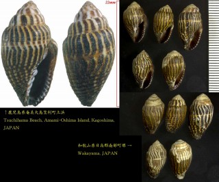 オオシマヤタテ Strigatella retusa small
