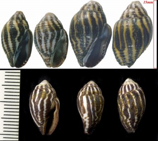 チュウシマヤタテ Strigatella virgata small