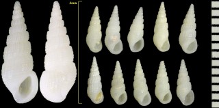 シモトチョウジガイ 笞丁字貝 Rissoina villica small