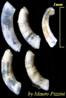 ミジンギリギリツツ類07 Caecum atlantidis small