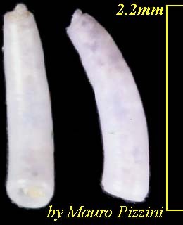 ミジンギリギリツツ類08 Caecum engli n. sp. small
