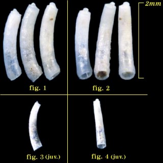 ミジンギリギリツツ類09 Caecum swinneni n. sp. small