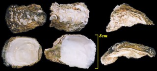 イワガキ Crassostrea nippona small