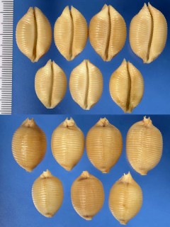 チリメンダカラ Ipsa childreni small