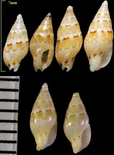 チビムギガイ Mitrella moleculina small