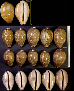 ハラダカラ 原宝 Leporicypraea mappa mappa small