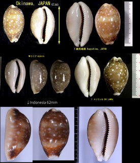 ホシキヌタ Lyncina vitellus small