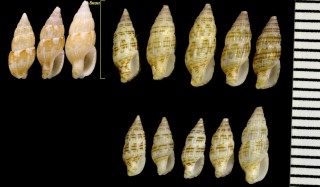 サメハダムギガイ Zafrona lifuana small