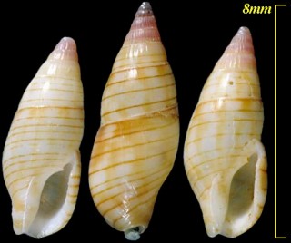 ツマベニマツムシ 褄紅松虫 Metanachis marquesa small