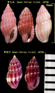 ヒメモモイロフタナシシャジク 姫桃色無蓋車軸 Lienardia rubicunda small
