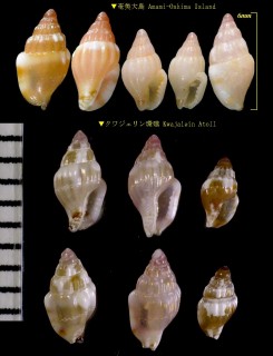 ベニシワマツムシ Euplica ionida small