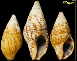 シマベッコウバイ 縞鼈甲? Japeuthria cingulata small