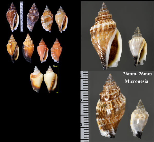 オハグロガイ Canarium urceus urceus small