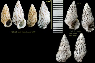 ゴマフカニモリ Cerithium alveolus small