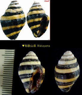 ノシガイ Engina mendicaria small