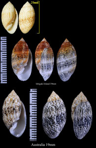 カヤノミガイ Pupa sulcata small
