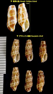 コゲイロホラダマシ Caducifer decapitatus small