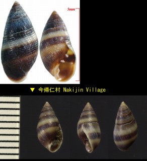 カシノメガイ 樫ノ芽貝 Allochroa pfeifferi small