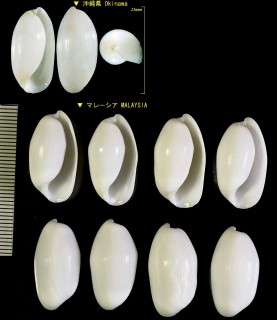 カイコガイ Aliculastrum cylindricum small
