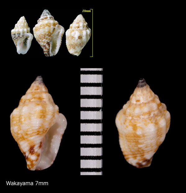 チヂミフトコロ Pyrene varians small