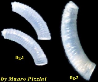 ミジンギリギリツツ類10 Caecum searleswoodii small