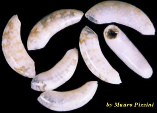 ミジンギリギリツツ類15 Meioceras nitidum small