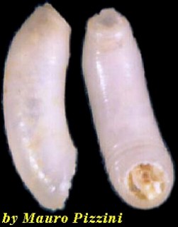 ミジンギリギリツツ類16 Meioceras ryssotitum small