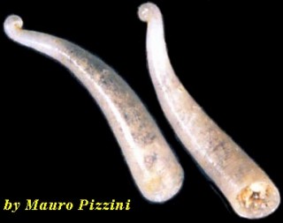 ミジンギリギリツツ類17 Strebloceras subannulatum small