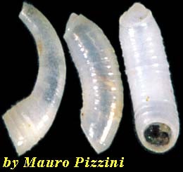 ミジンギリギリツツ類18 Meioceras parvum small