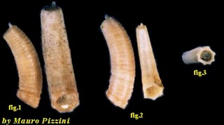 ミジンギリギリツツ類19 Caecum heptagonum small
